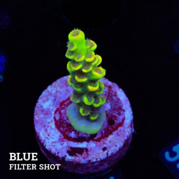 Acropora Tenuis 'Amarilla