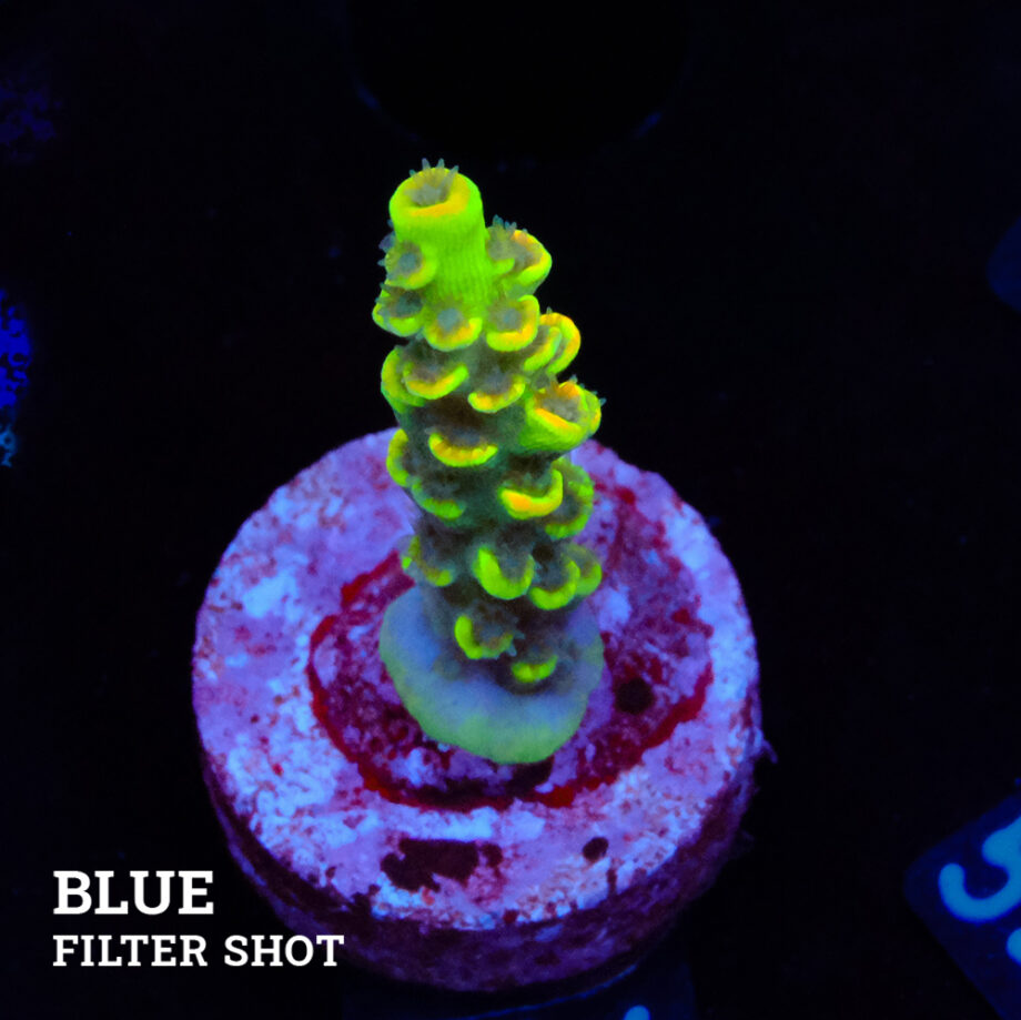 Acropora Tenuis 'Yellow' (jaune)