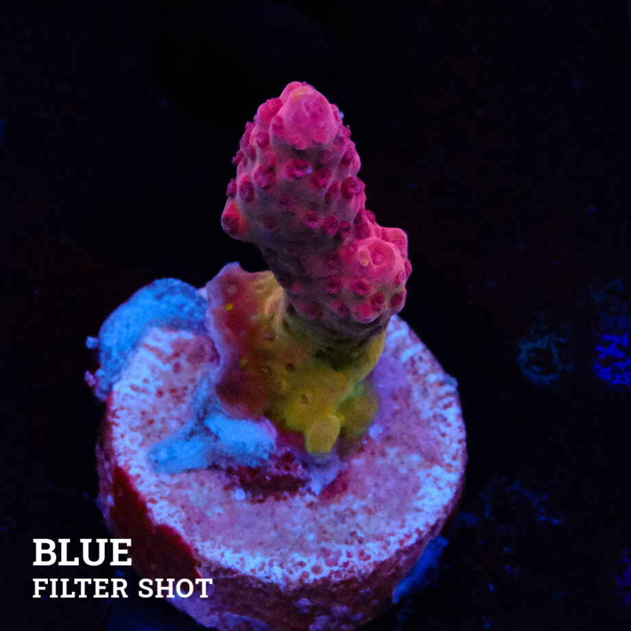 Acropora Divaricata 'Red'