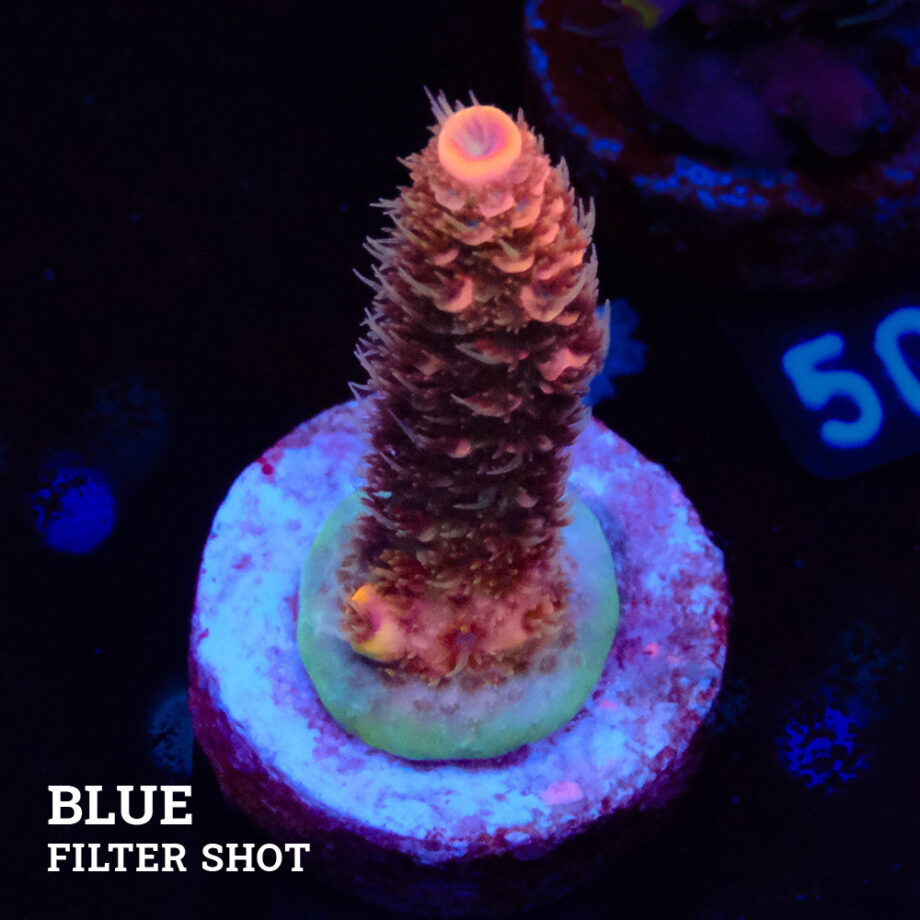 Acropora Millepora 'Naranja