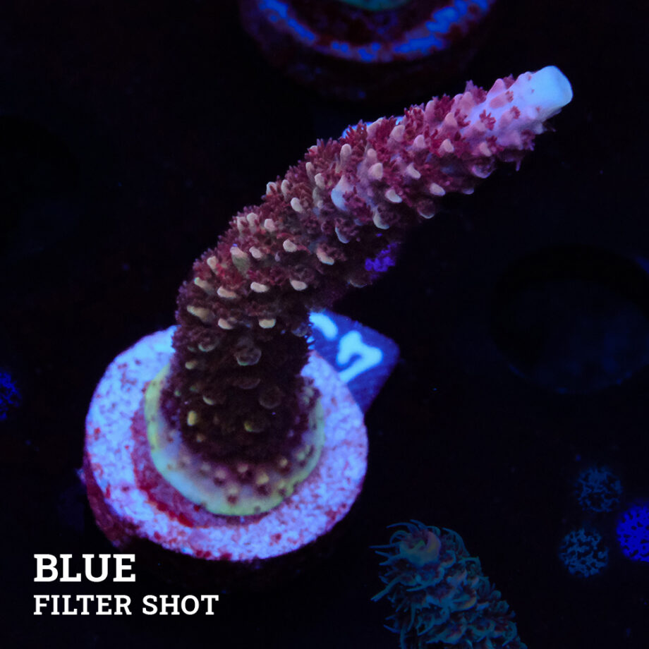 Acropora aspera