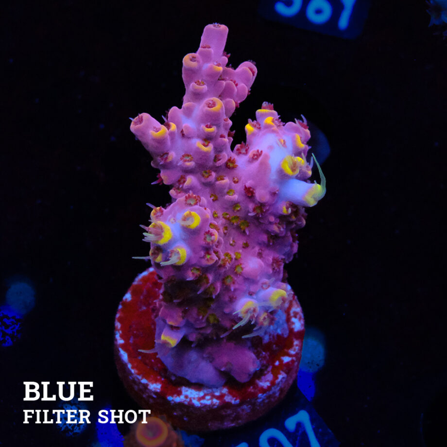 Acropora Rosaria 'Yellow & Pink'
