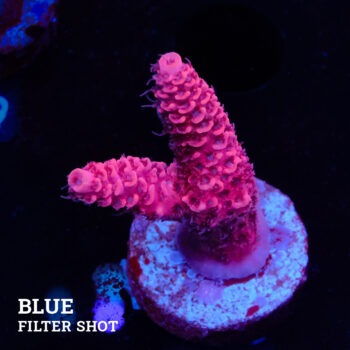 Acropora Millepora 'Pink'