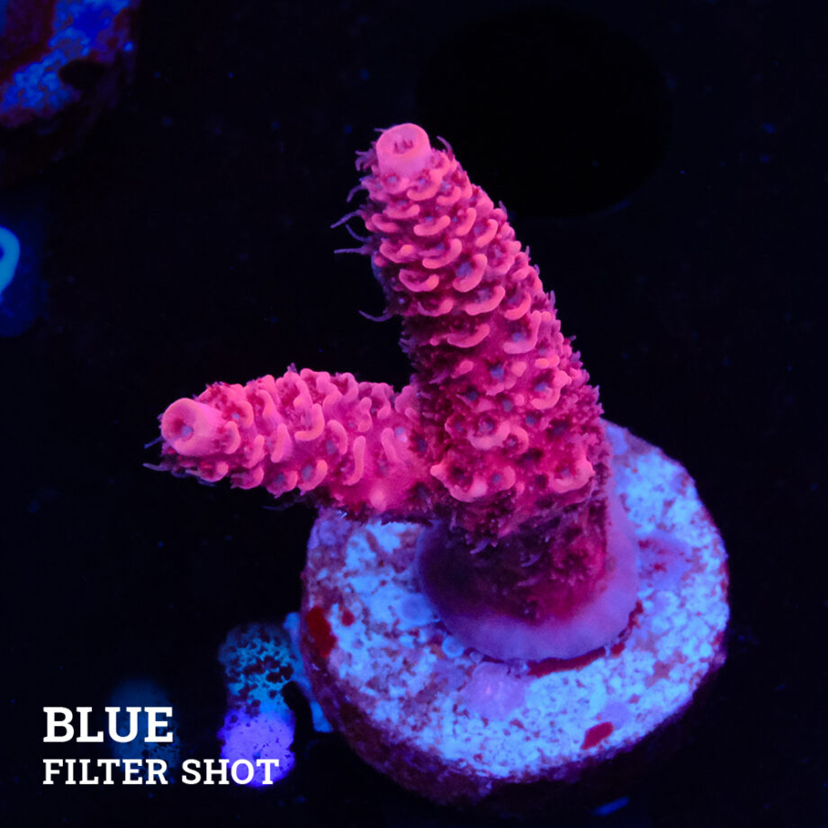 Acropora Millepora 'Pink'