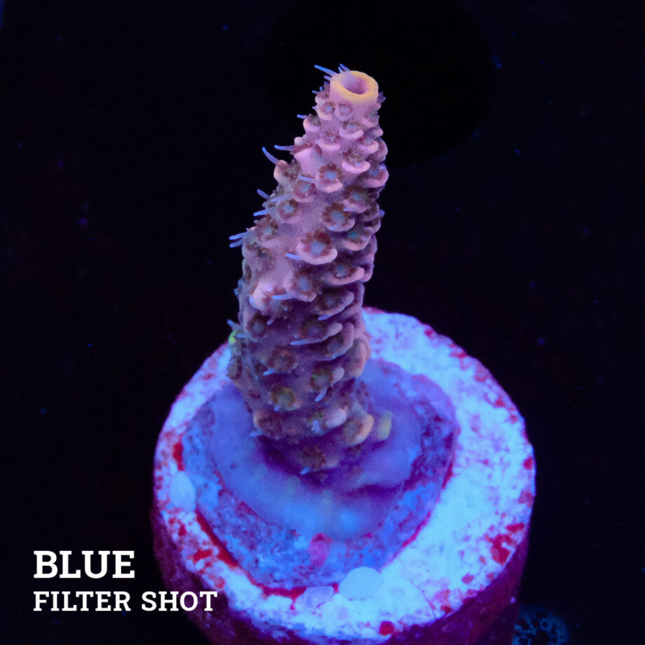 Acropora Millepora