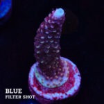 Acropora Aspera