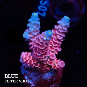Acropora Tenuis 'Pink'
