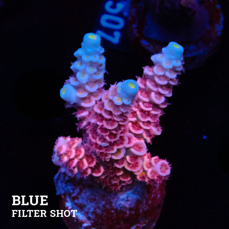 Acropora Tenuis 'Pink'