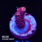 Acropora Millepora 'Pink'