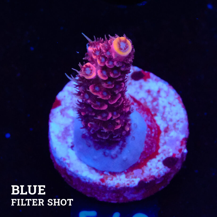 Acropora Millepora 'Pink'