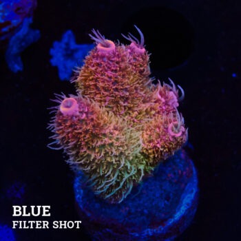 Acropora Millepora 'Fluffy Rainbow'