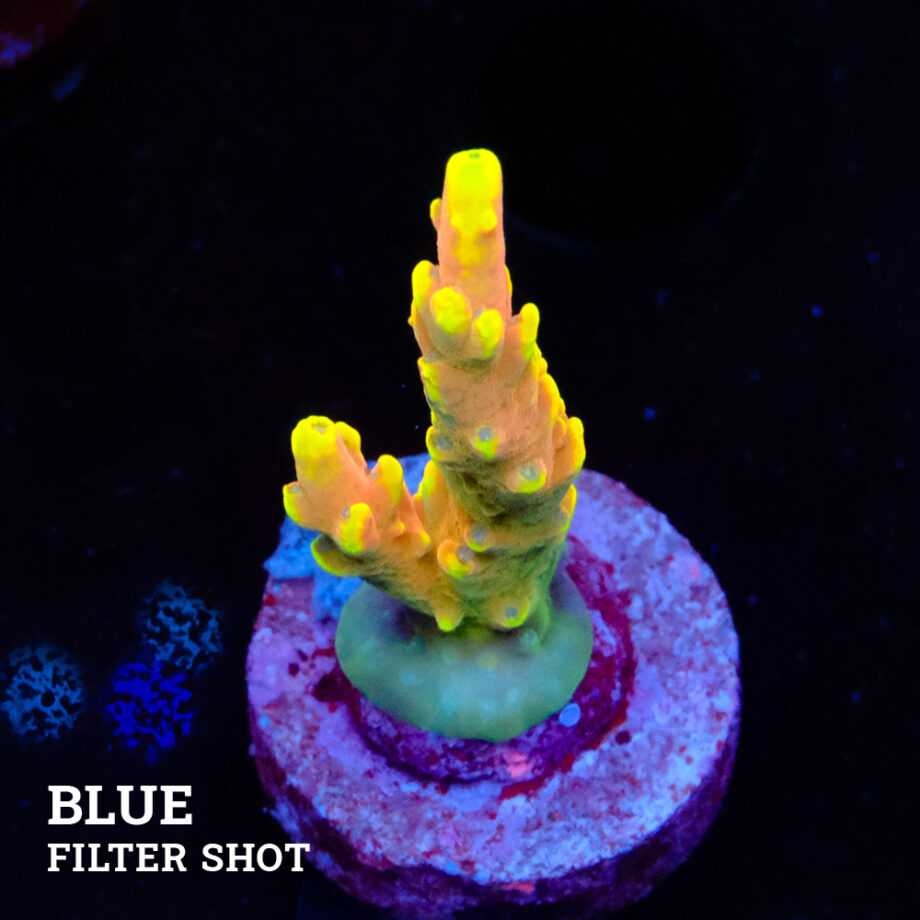 Acropora 'Bali Shorty'