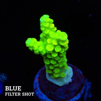 Acropora Tenuis 'Neon Green'