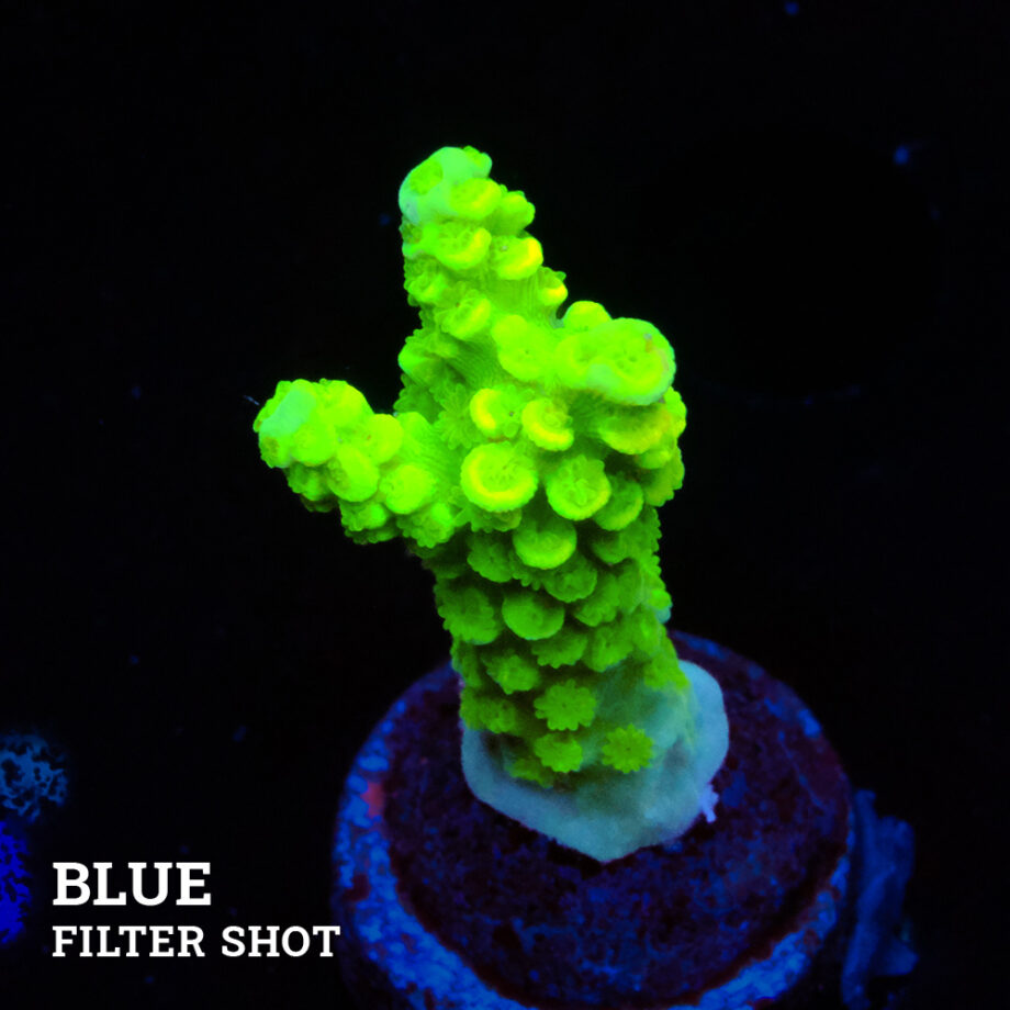 Acropora Tenuis 'Vert fluo