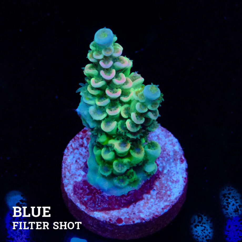 Acropora Tenuis 'Pastel Rainbow'