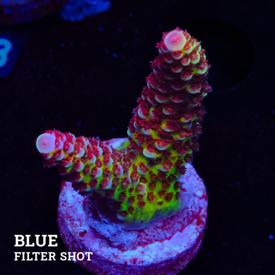 Acropora 'Flup Bicolor II'