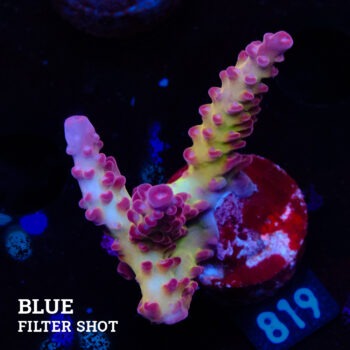 TK Ultra Stag