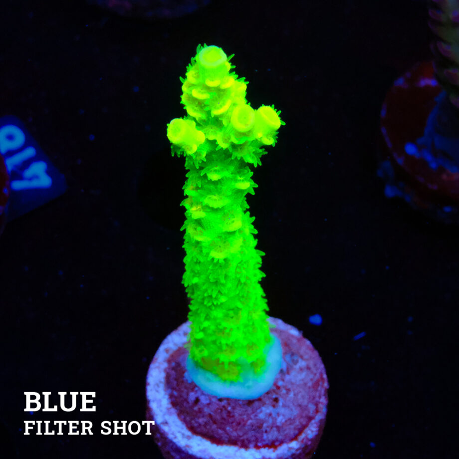 Acropora Tenuis 'Neon Green' (Verde neón)