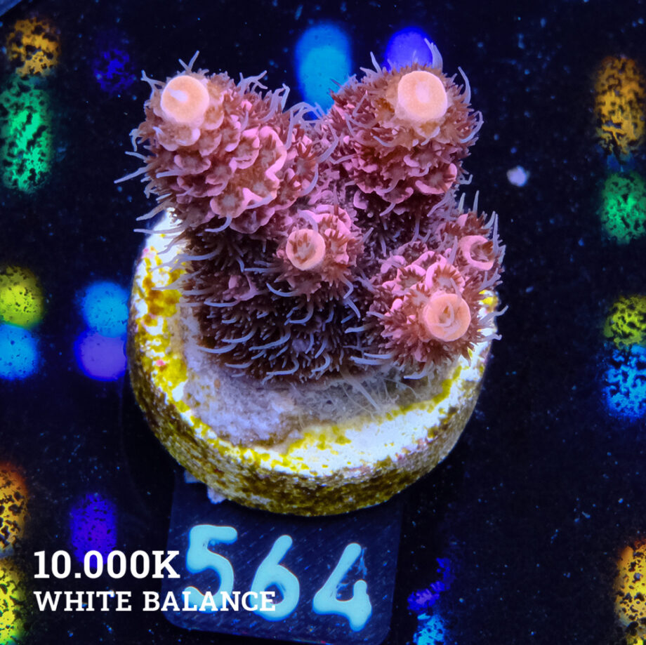 Acropora Millepora 'Pink'