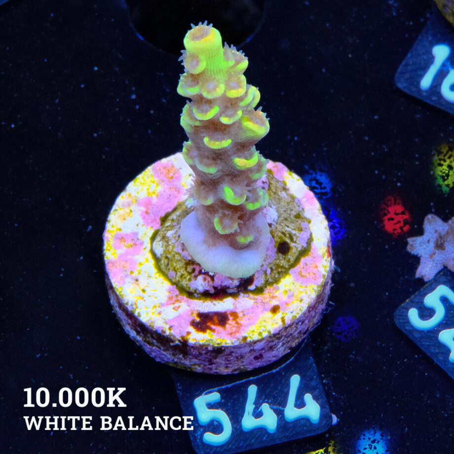 Acropora Tenuis 'Yellow' (jaune)