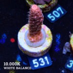 Acropora Millepora 'Orange