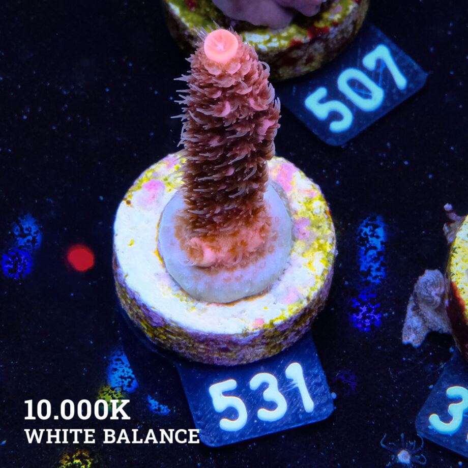 Acropora Millepora 'Naranja