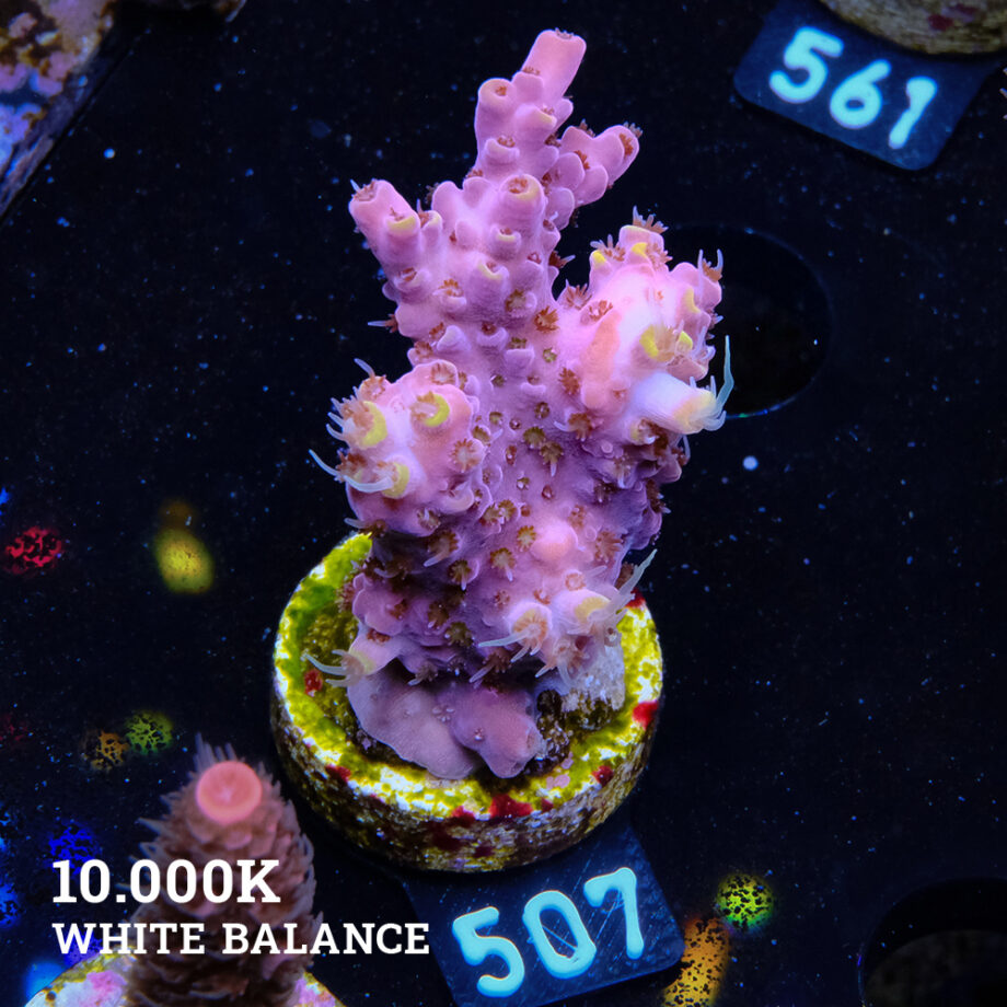 Acropora Rosaria 'Yellow & Pink'