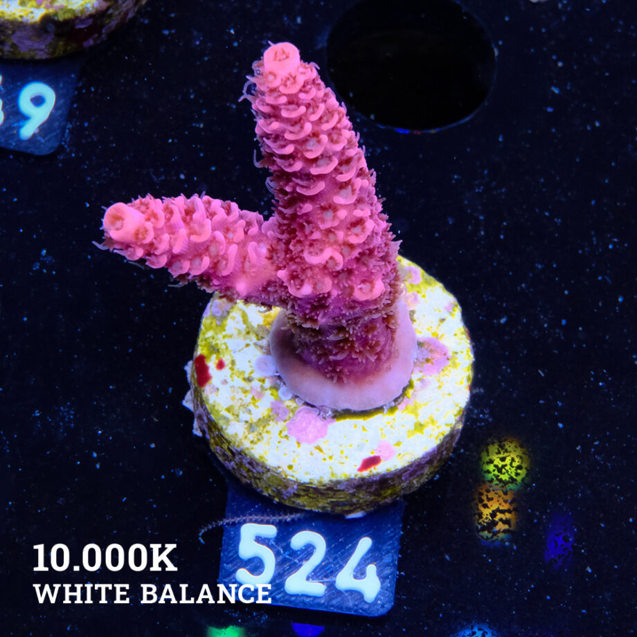 Acropora Millepora 'Pink'