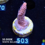 Acropora Millepora