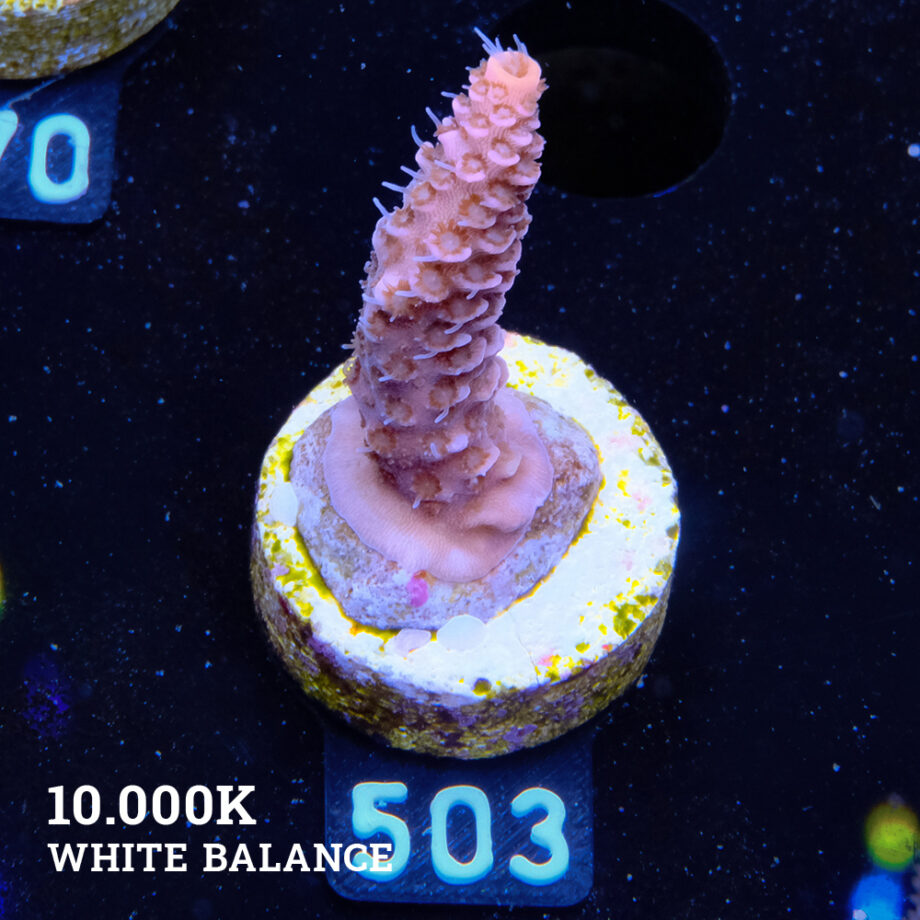 Acropora Millepora