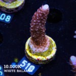 Acropora Aspera