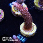 Acropora Aspera