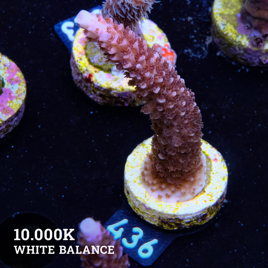 Acropora aspera