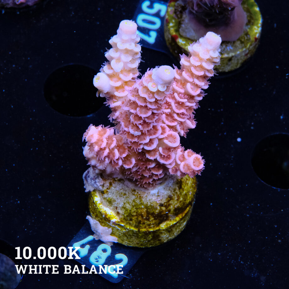 Acropora Tenuis 'Pink'