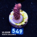 Acropora Millepora 'Pink'