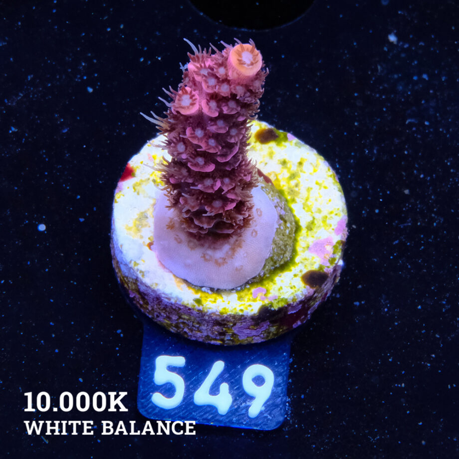 Acropora Millepora 'Pink'