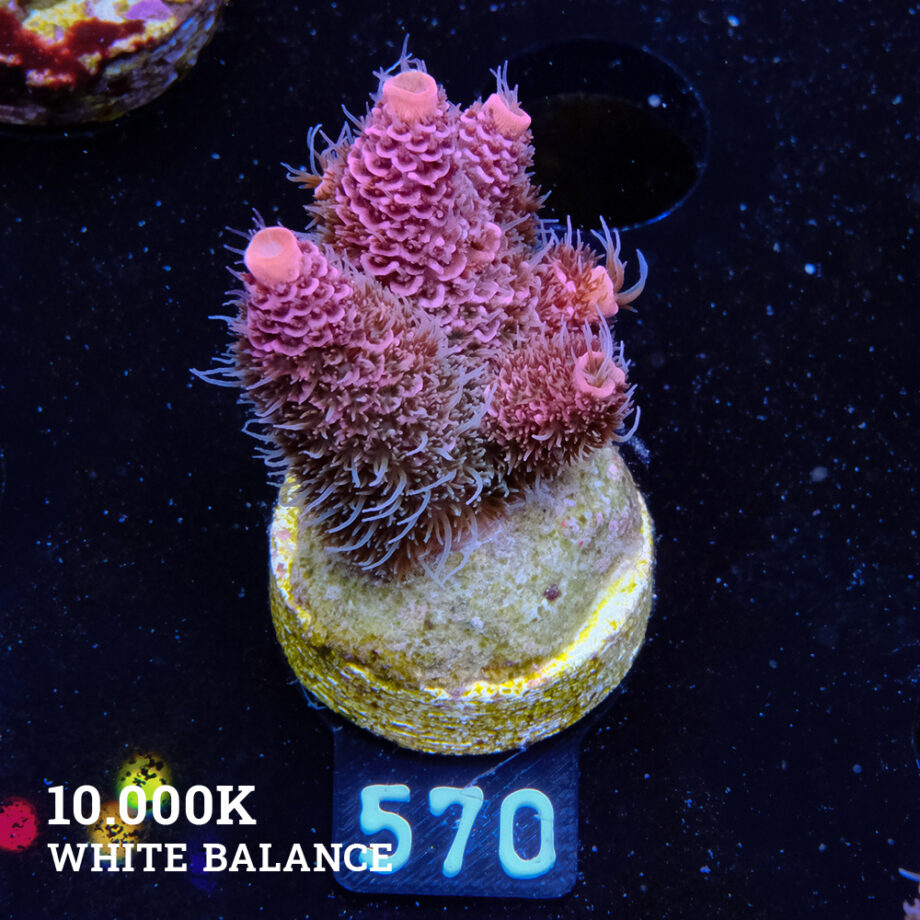 Acropora Millepora 'Fluffy Rainbow'