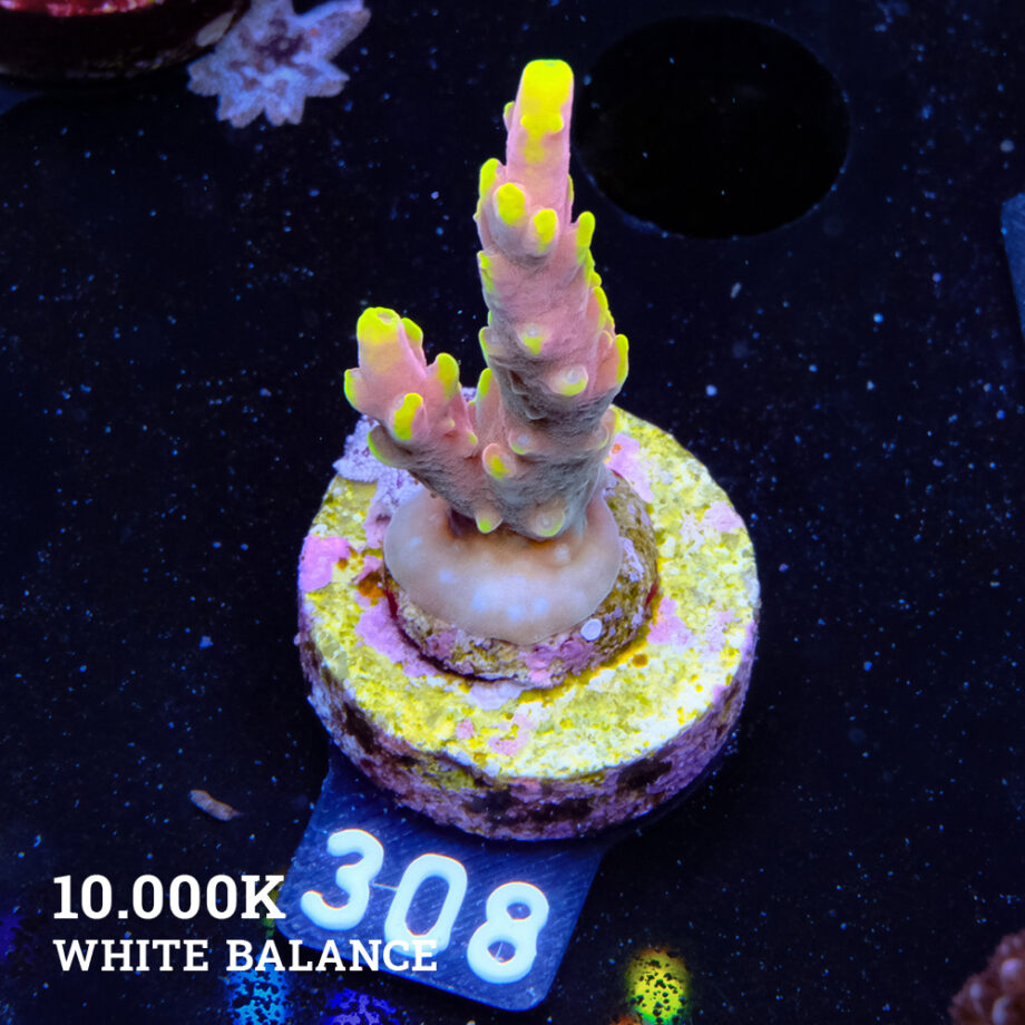 Acropora 'Bali Shorty'