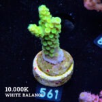 Acropora Tenuis 'Neon Green'