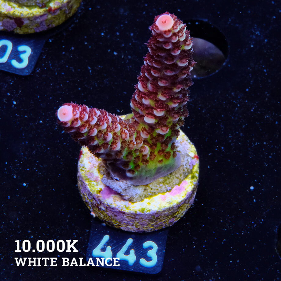 Acropora 'Flup Bicolor II'
