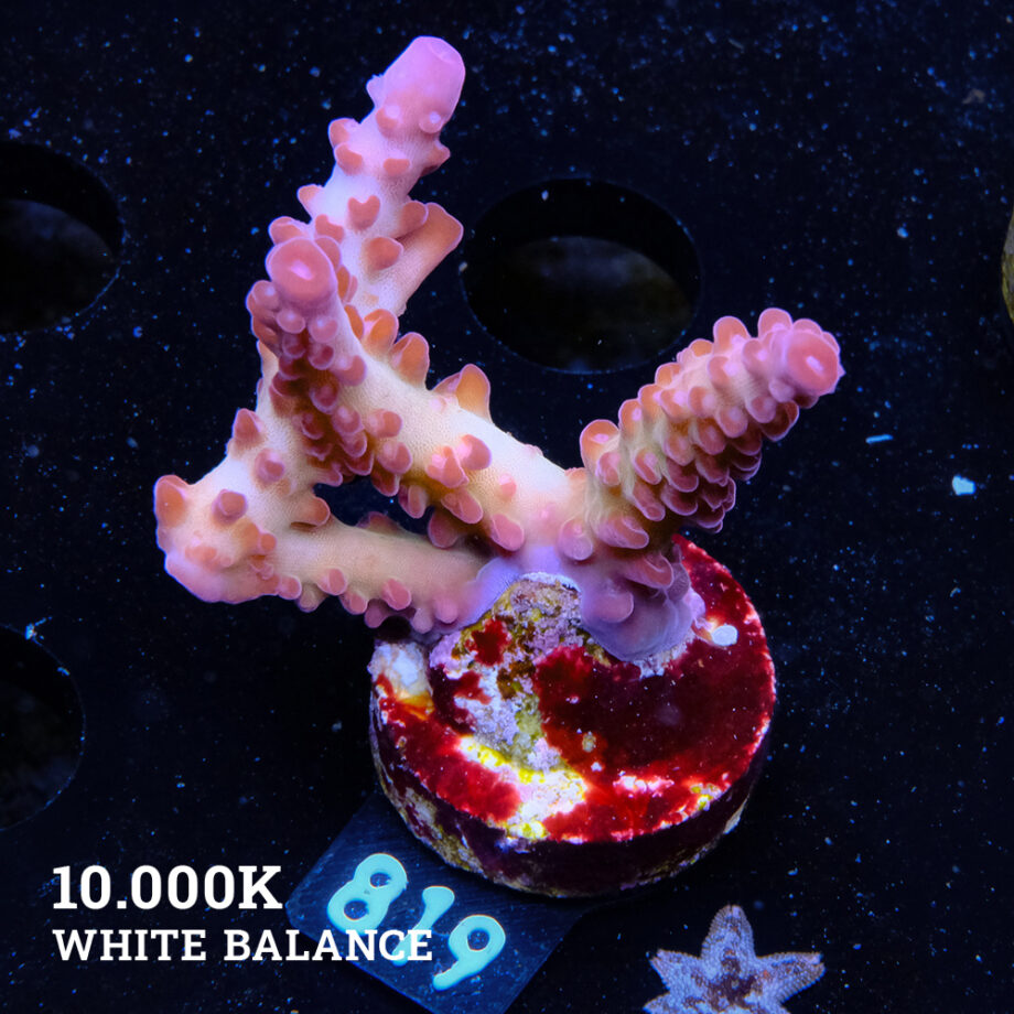 TK Ultra Stag