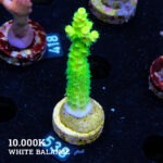 Acropora Tenuis 'Neon Green'