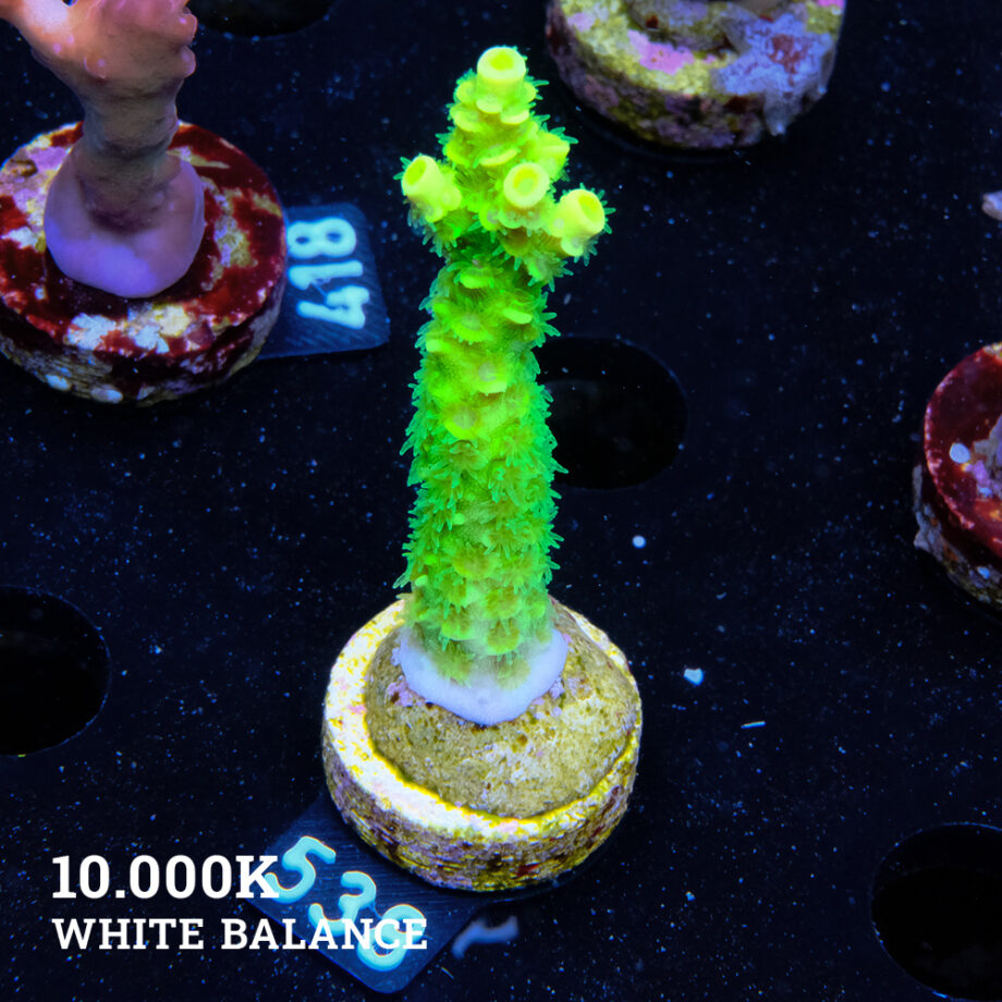 Acropora Tenuis 'Neon Green' (Verde neón)