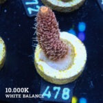 Acropora Millepora 'Orange'