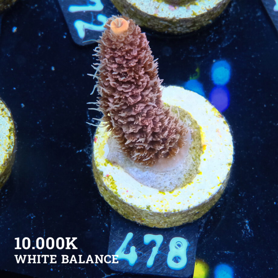 Acropora Millepora 'Orange'