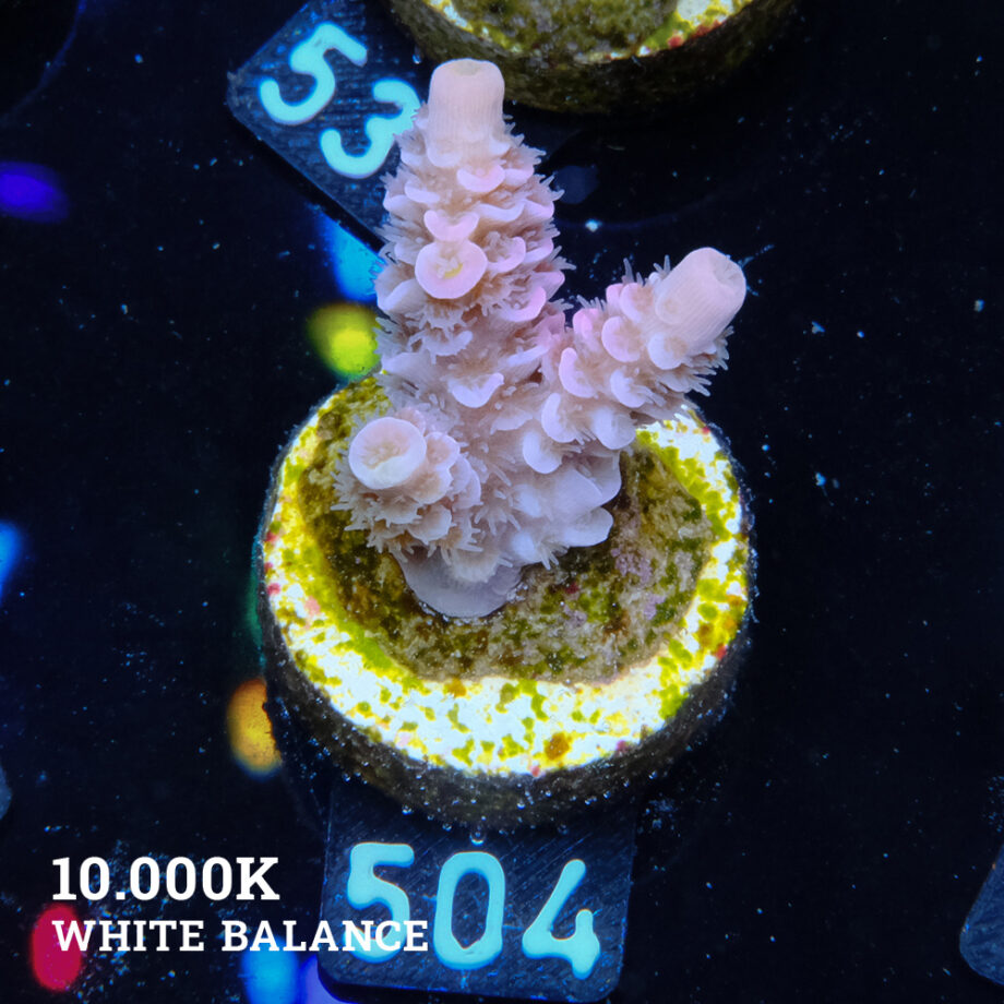 Acropora Tenuis 'Rosa