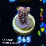 Acropora Microklados 'SSC'
