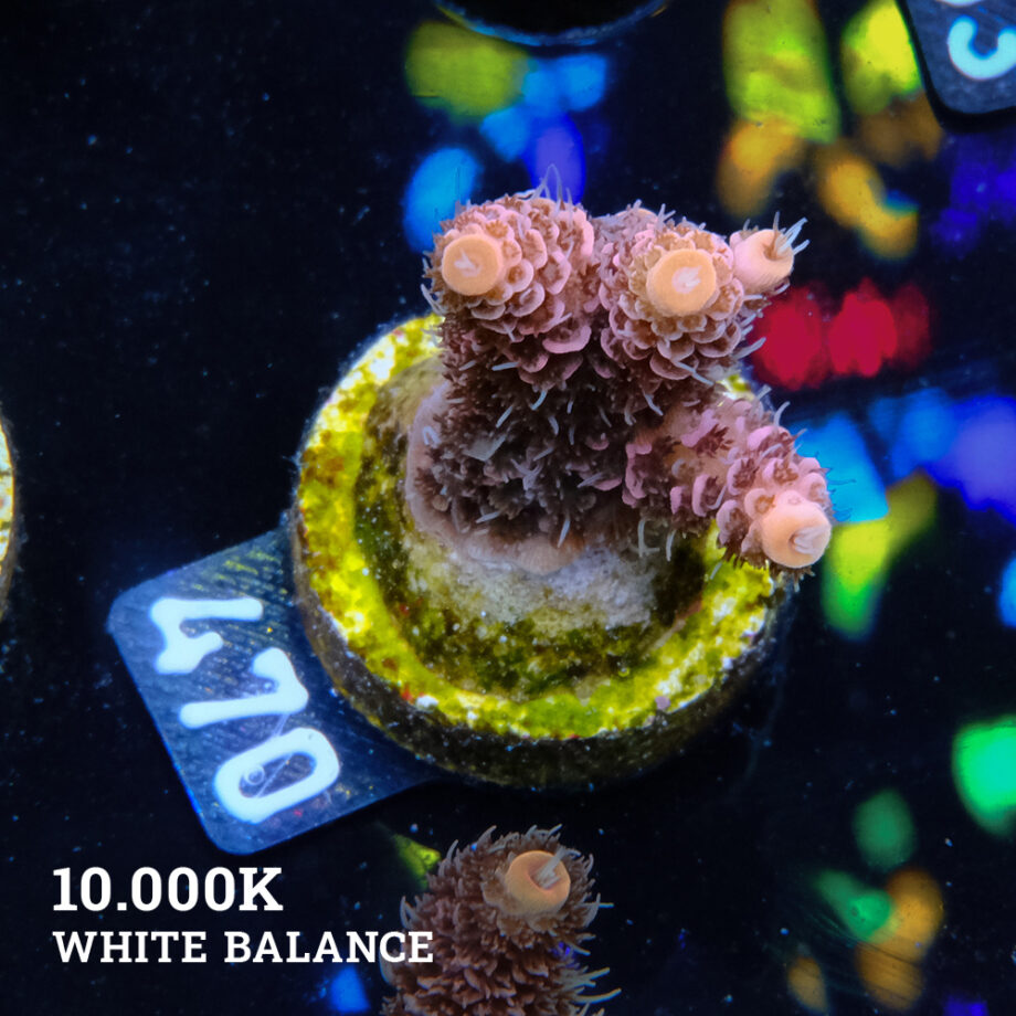 Acropora Millepora 'Pink'