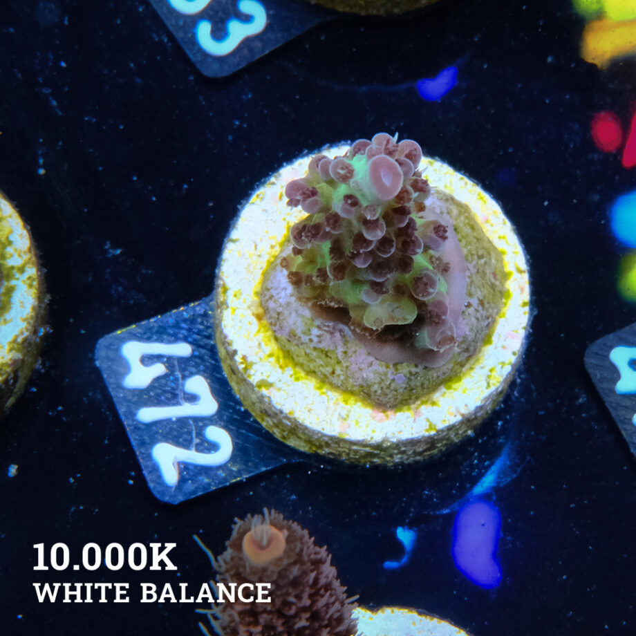 Acropora "Aussi Fluo