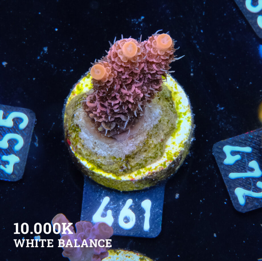 Acropora Millepora 'Pink'